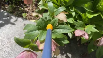 The sensor probe touching leaf (foliage)