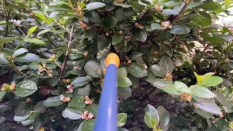 The sensor probe touching bush (flower)